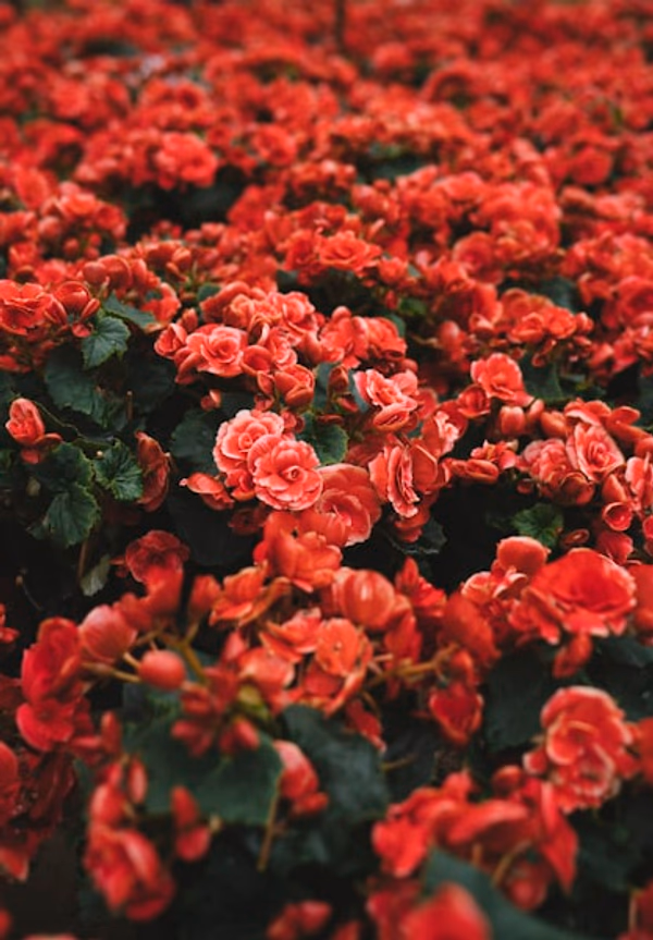 Professional florist arranging a beautiful floral display in a flower shop